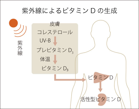 紫外線によるビタミンDの生成