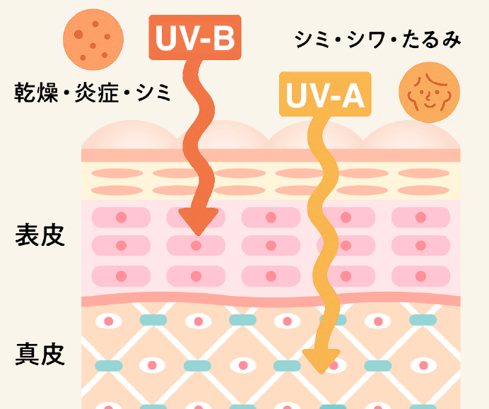 紫外線の種類と肌への影響