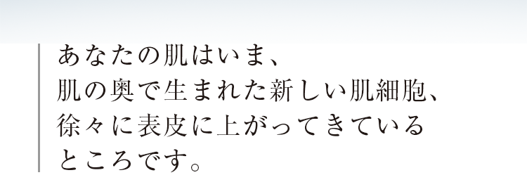 あなたの肌はいま、肌の奥で生まれた新しい肌細胞、徐々に表皮に上がってきているところです。