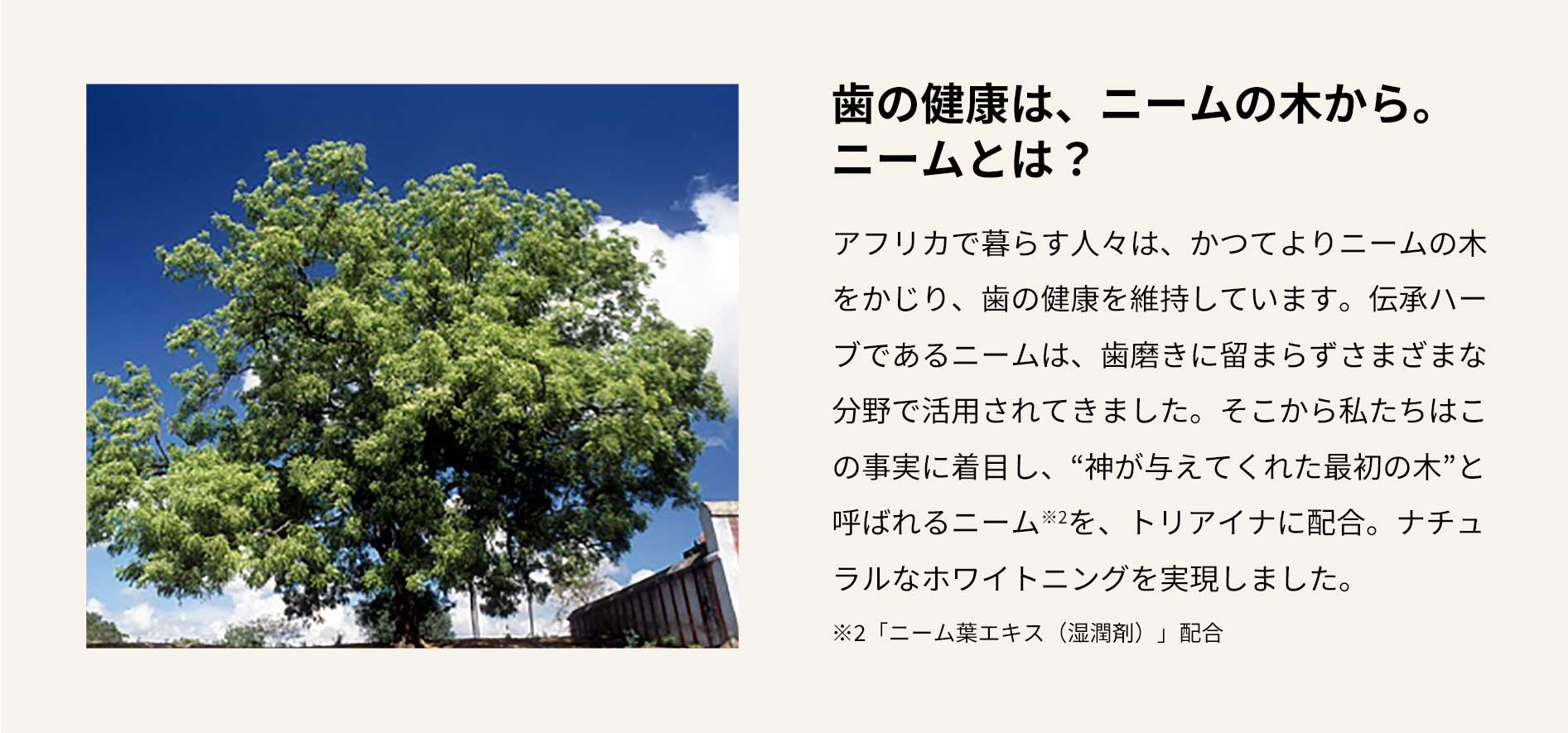 歯の健康は、ニームの木から。ニームとは？